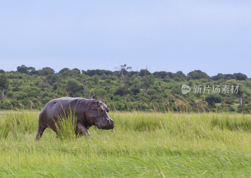 Hippo walking through long grass; Chobe N.P. Botswana, Africa